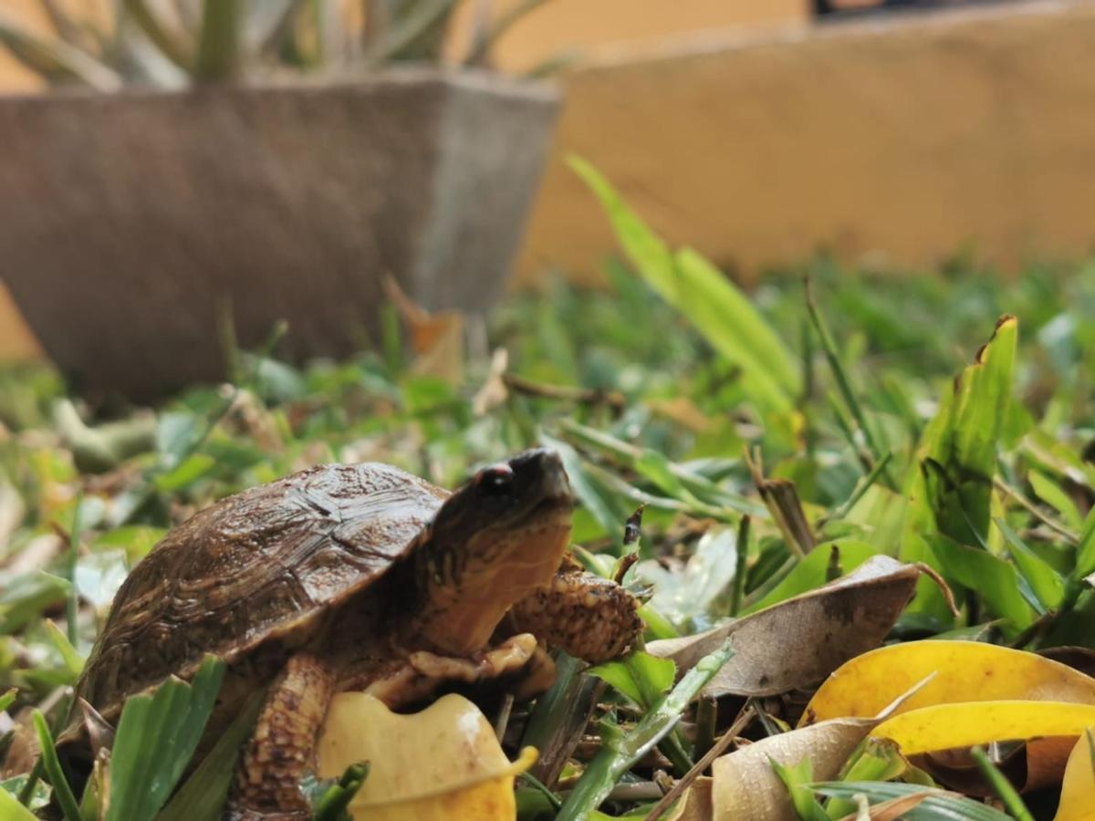 Willa Casa Balfre Mérida Zewnętrze zdjęcie